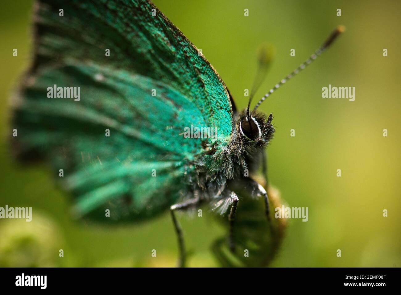 Un papillon vert sur fond vert Banque D'Images