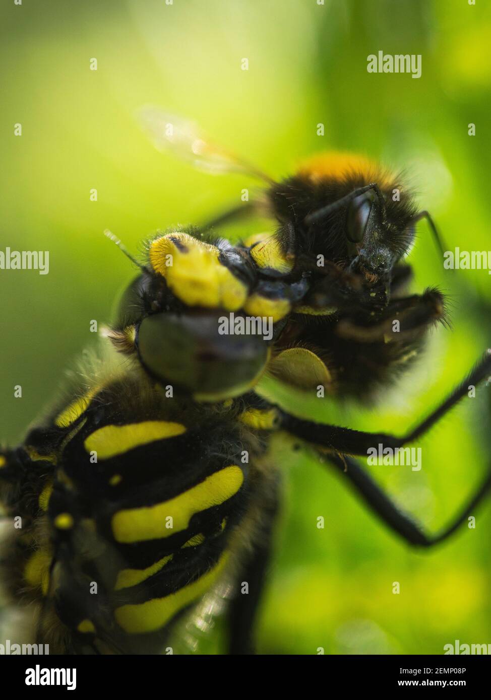Libellule manger gros plan Banque de photographies et d’images à haute résolution Alamy