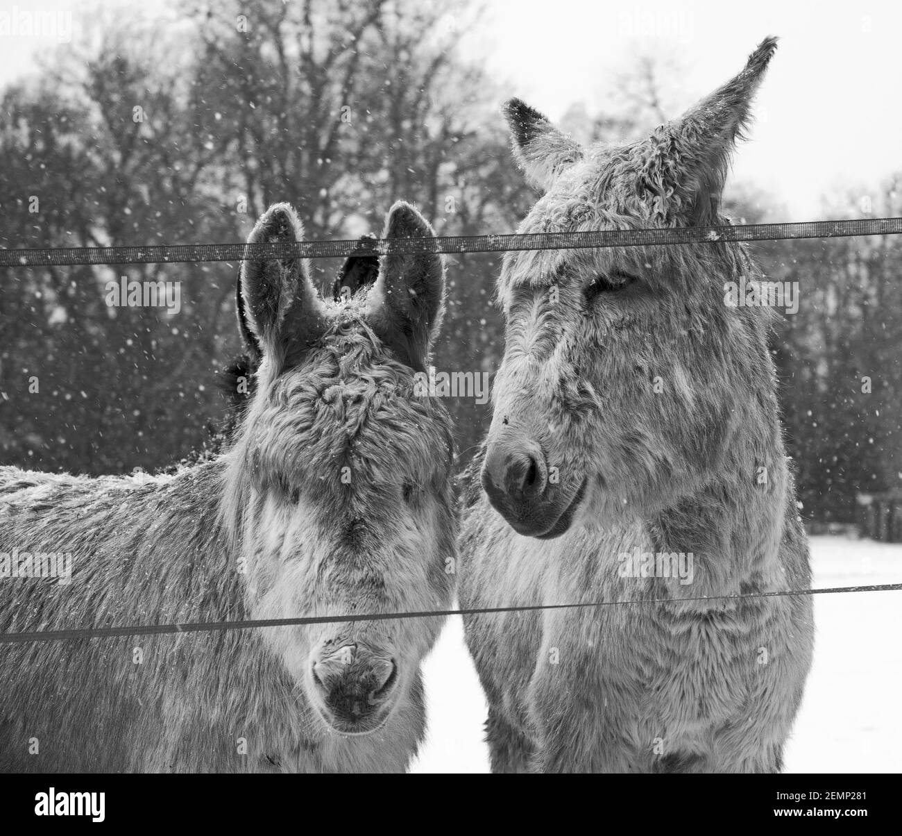 Les ânes vivent un hiver anglais : il fait froid ici ! Woburn, Angleterre. Banque D'Images