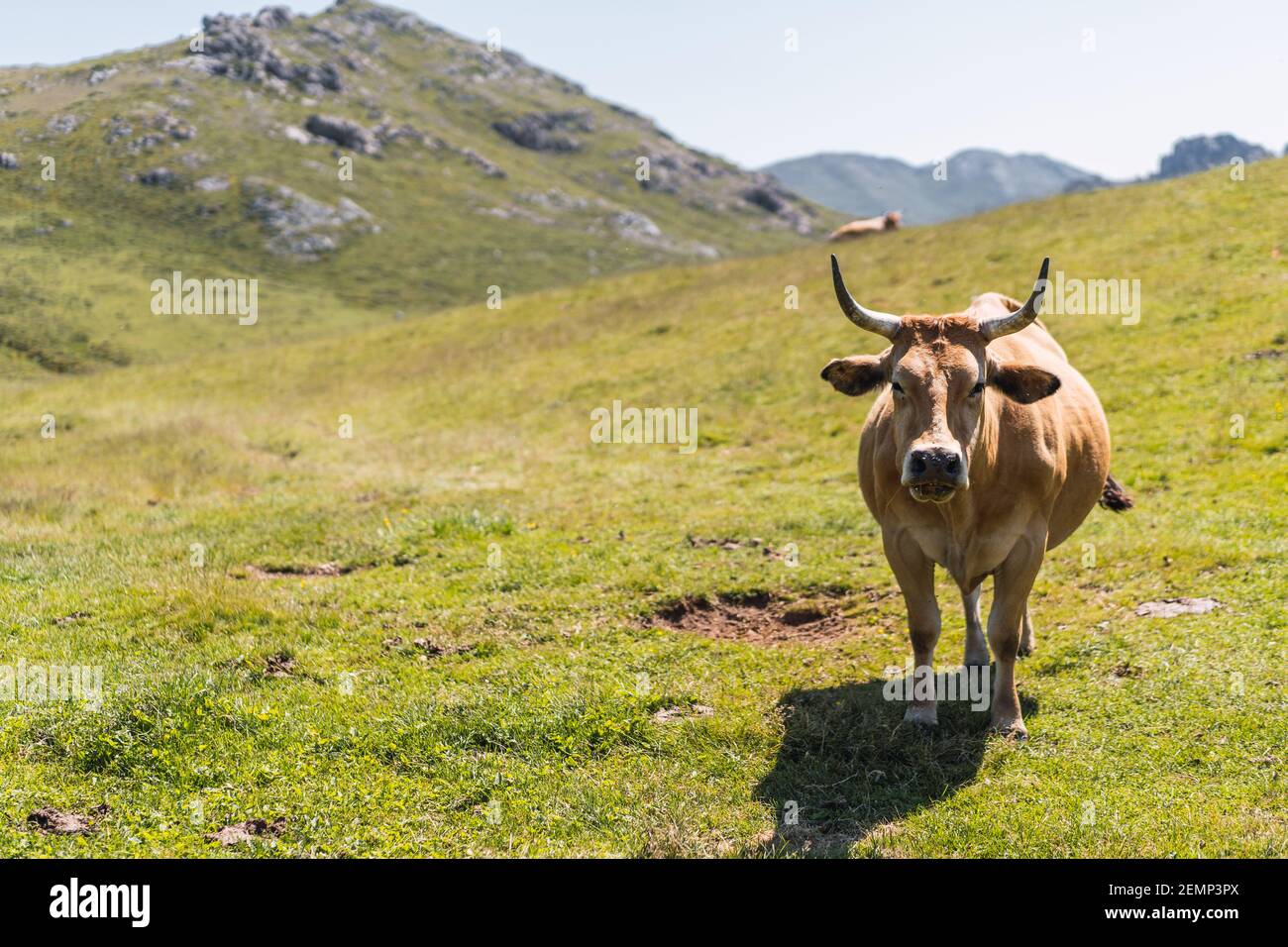 Portrait de la vache brune avec de grandes cornes debout à l'extérieur contre Montagnes par jour ensoleillé dans les hautes terres à Lagos de Saliencia- Asturies- Espagne Banque D'Images