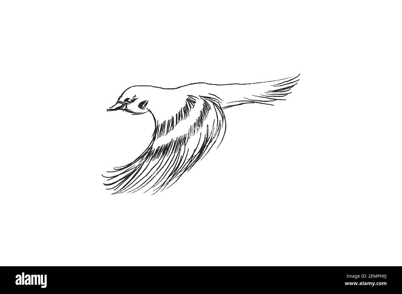 Dessinez l'oiseau volant. Illustration vectorielle dessinée à la main isolée. Gravure d'un parrow, titmouse, hirondelle dans le style de l'entaille. Illustration de Vecteur