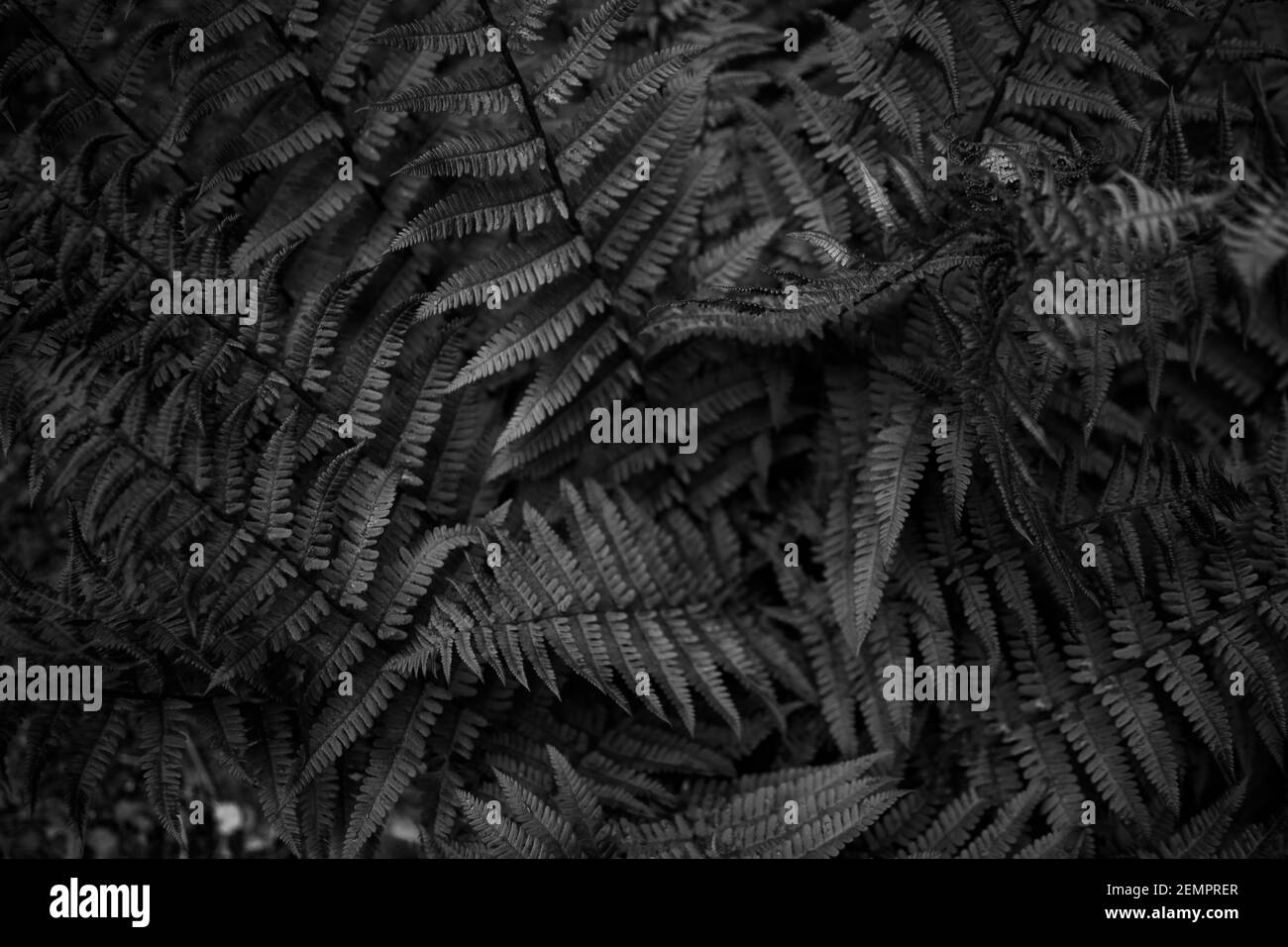 Fern laisse l'arrière-plan. Feuilles d'un Bush. Espace libre. Végétation sauvage dans la nature pour la conception de fond de thème de la nature. Plante à feuilles caduques dans la nature. Vert b Banque D'Images