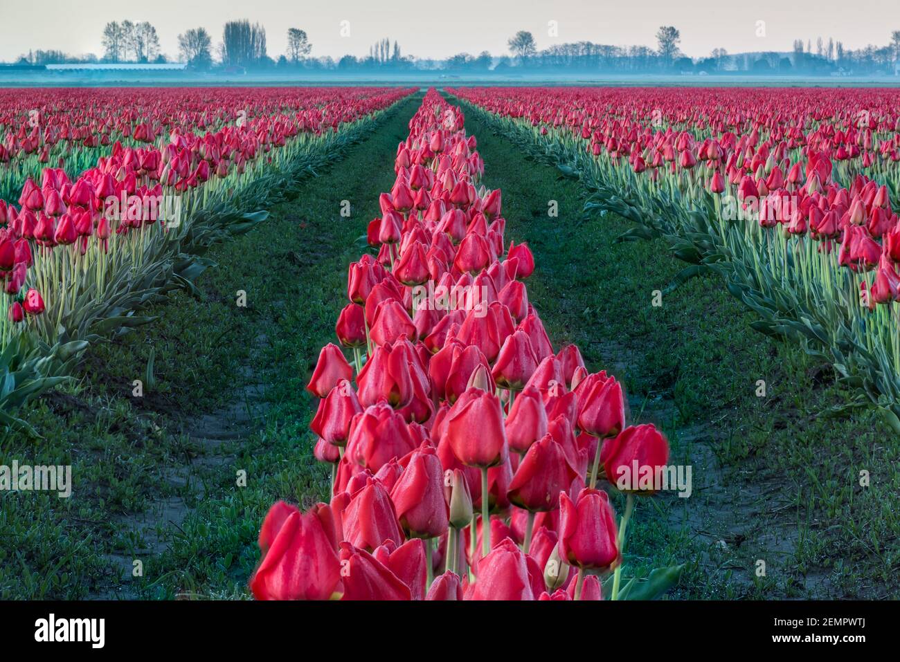 Rangées de tulipes rouges dans le champ commercial de printemps dans le Vallée de Skagit de l'ouest de l'État de Washington Banque D'Images