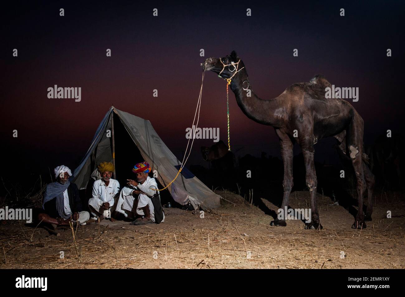 Trois bergers de chameaux se reposent devant leur tente, avec l'un de leurs plus grands chameaux, au festival Pushkar Camel, Pushkar, Inde Banque D'Images