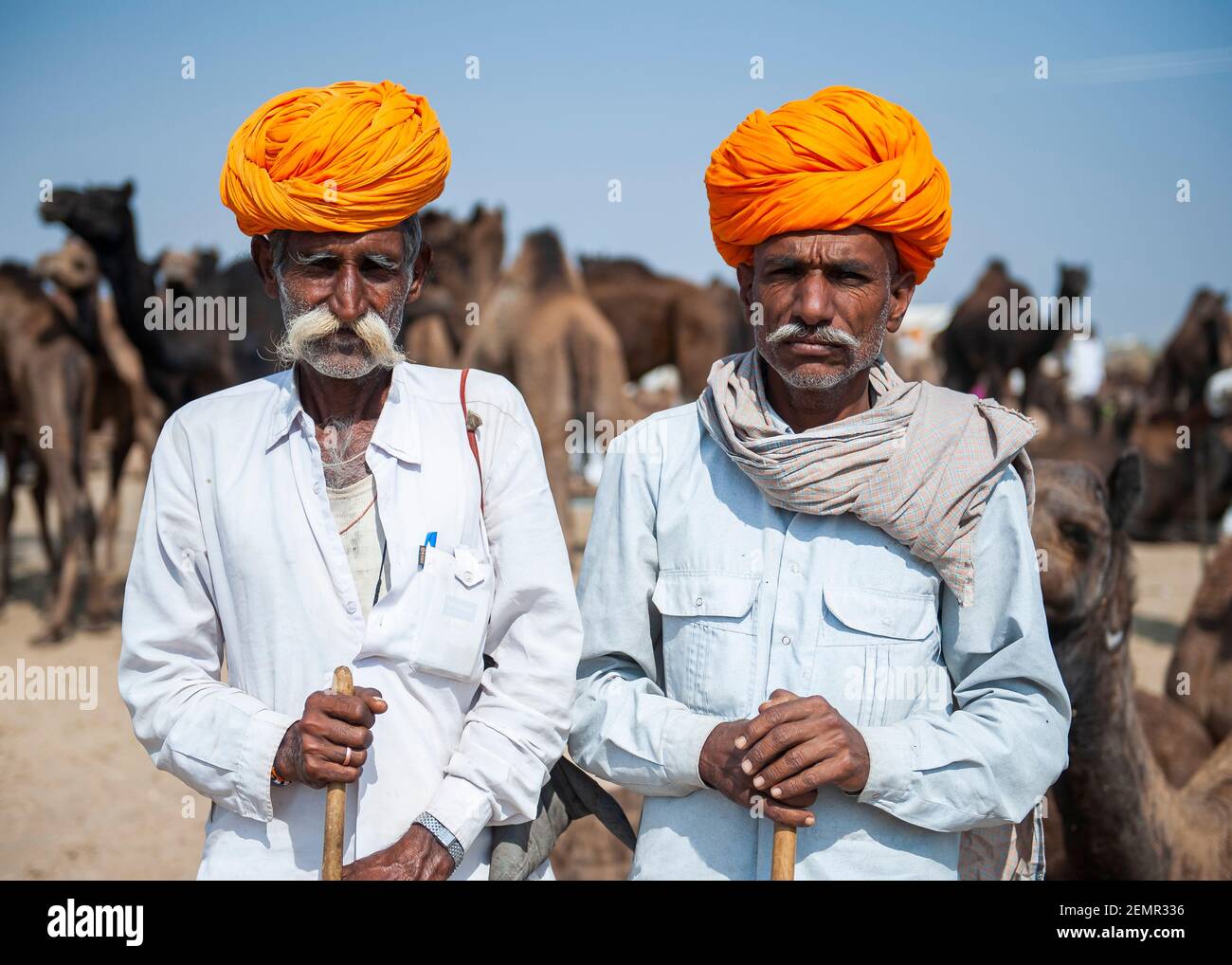 Les éleveurs de chameaux regardent leurs chameaux à la foire de Pouchkar Camel, en Inde Banque D'Images