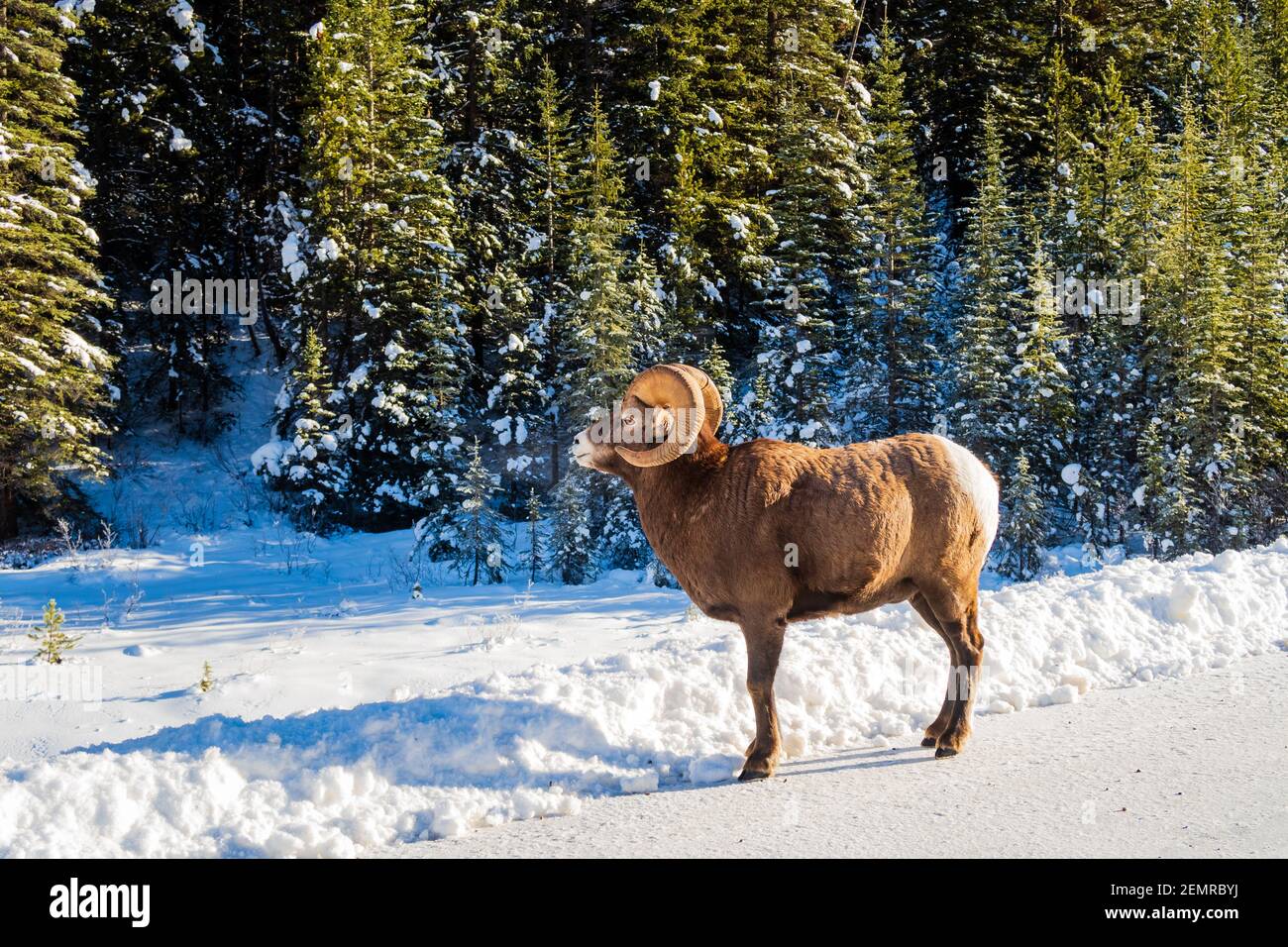 Magnifique mouflon d'Amérique marchant sur une route enneigée dans le parc national Banff, Canada Banque D'Images