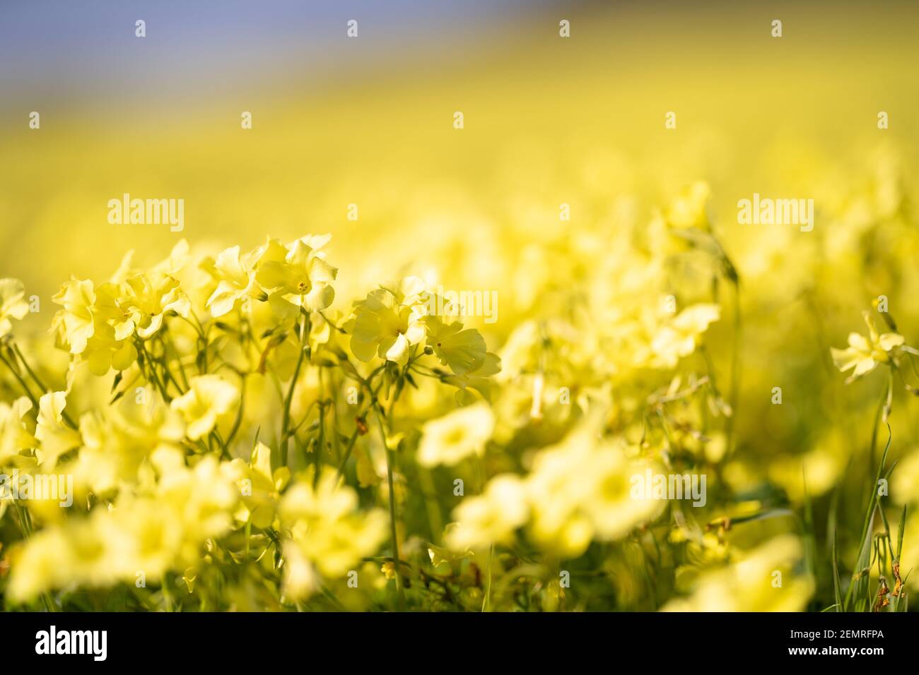 champ de fleurs de moutarde en californie Banque D'Images