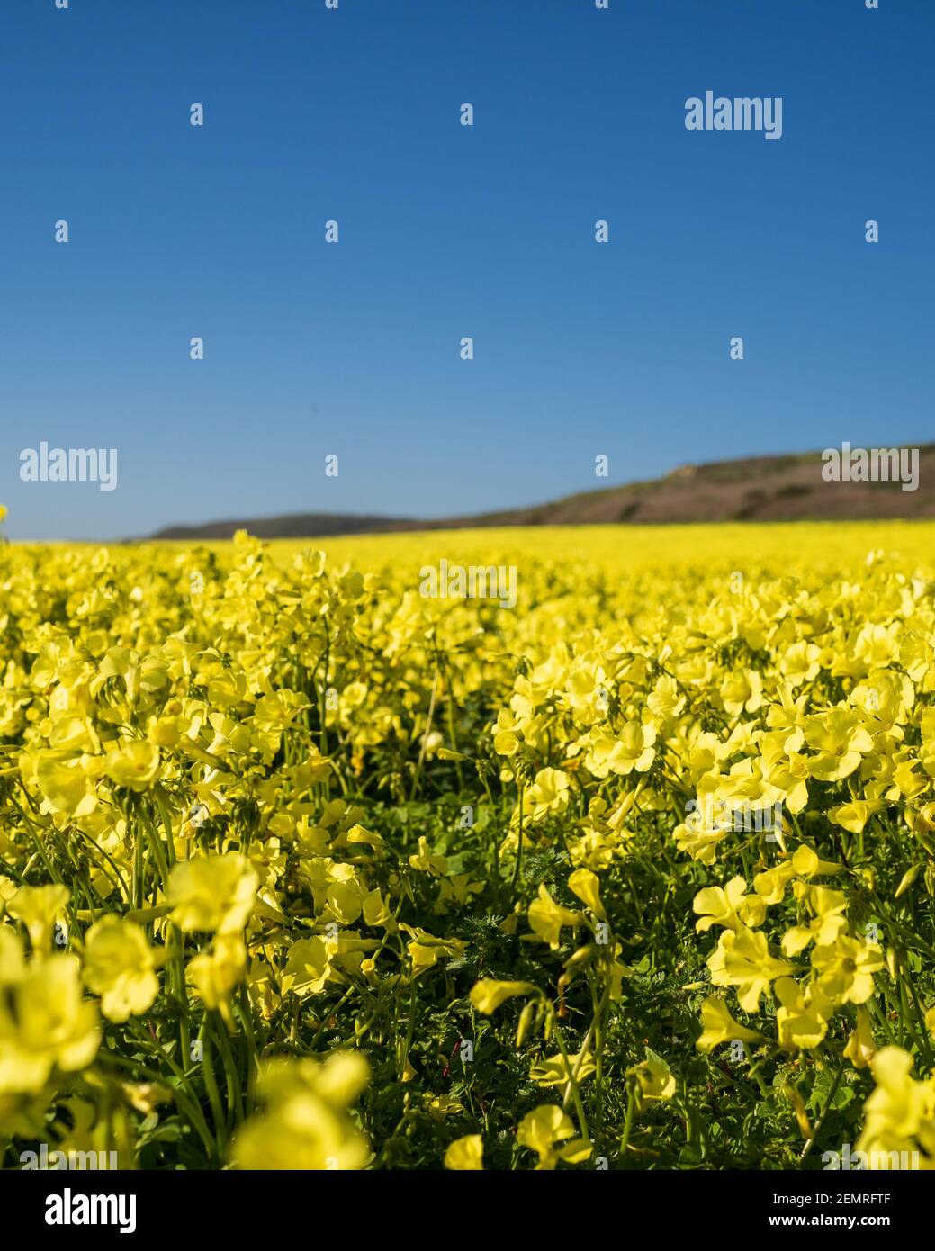 champ de fleurs de moutarde en californie Banque D'Images