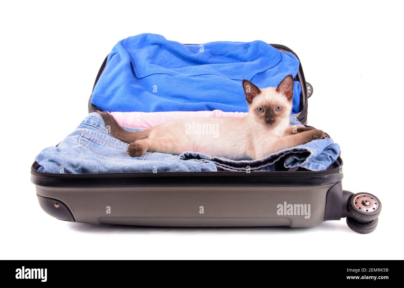 Jeune chat siamois dans une valise ouverte emballée, prêt pour le voyage ; sur fond blanc Banque D'Images