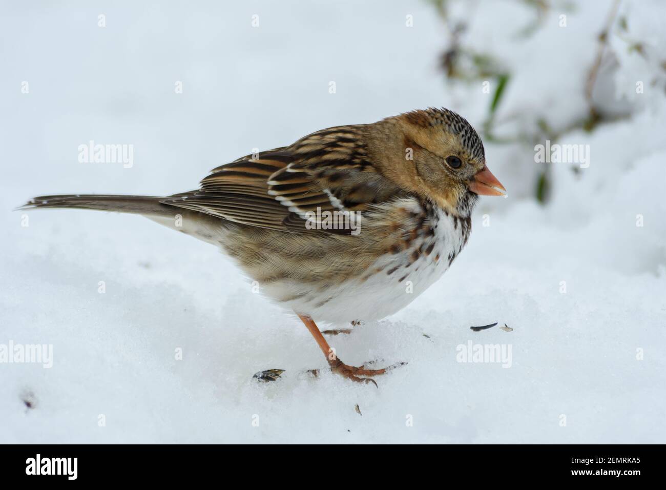 Le Bruant de Harris mangeant des graines de tournesol dans la neige Banque D'Images