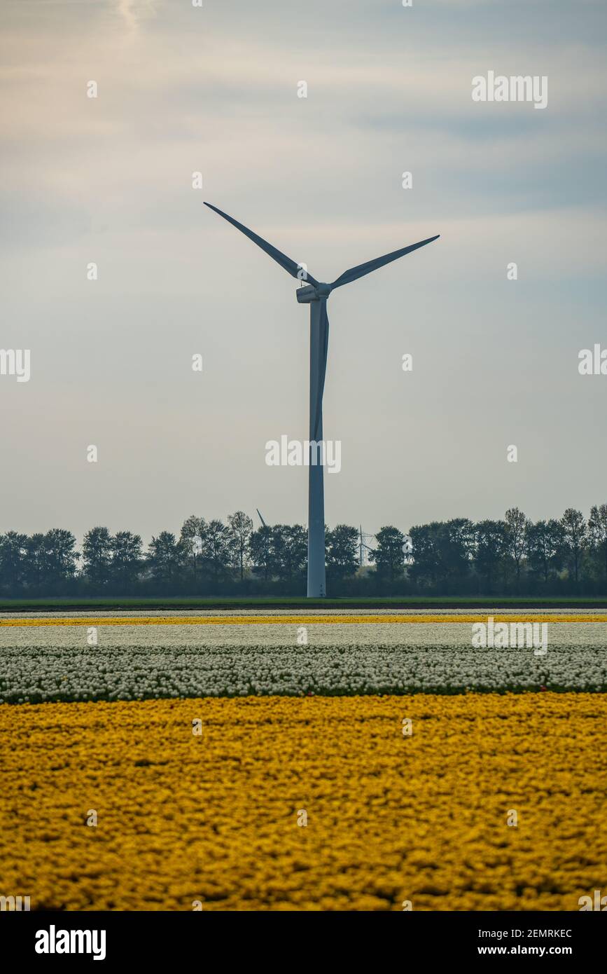 Champ de tulipes en pleine floraison dans le nord de la Hollande, aux pays-Bas Banque D'Images