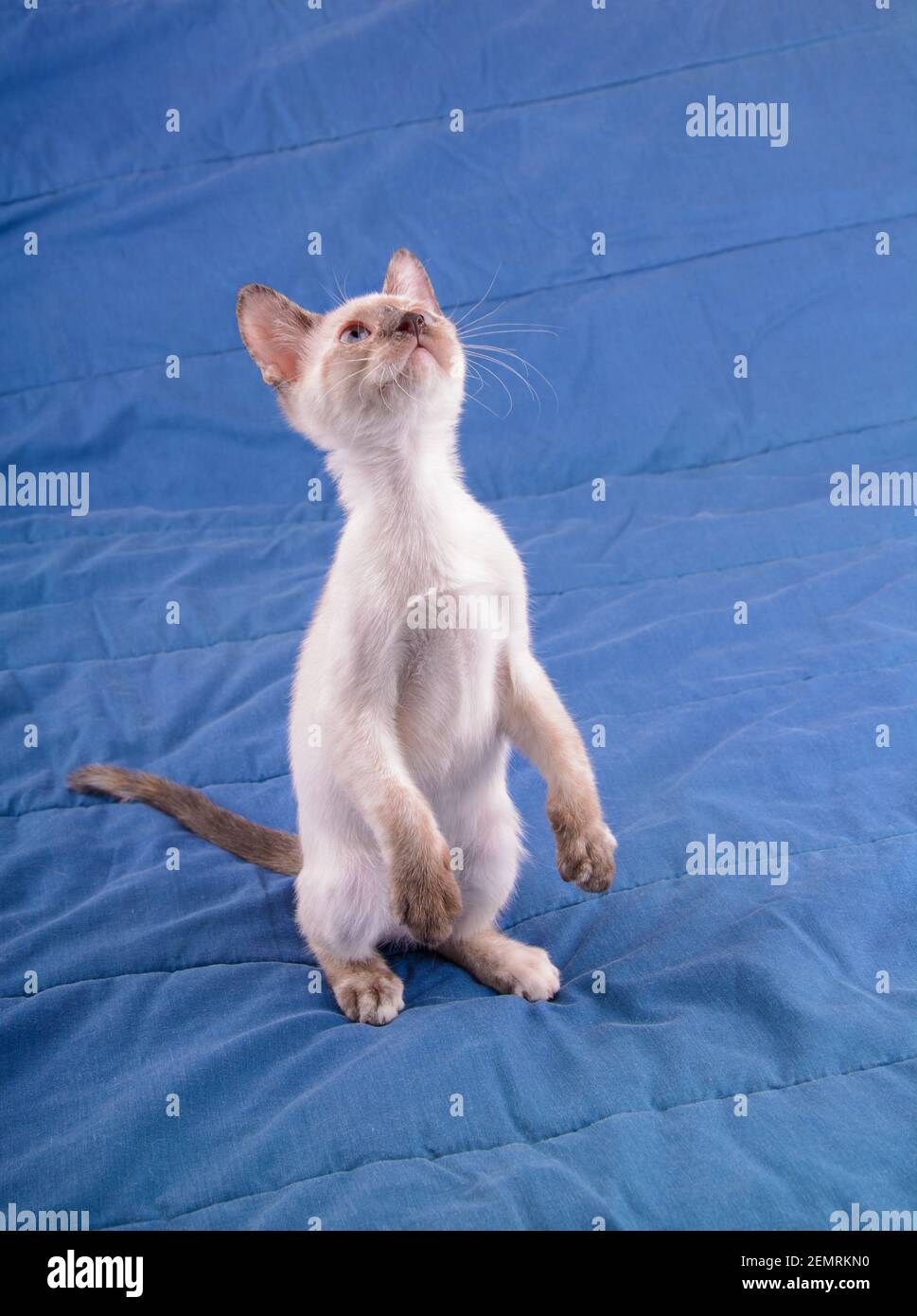 Adorable tortie point chaton siamois debout sur deux jambes sur une couverture bleue, regardant au-dessus d'elle Banque D'Images