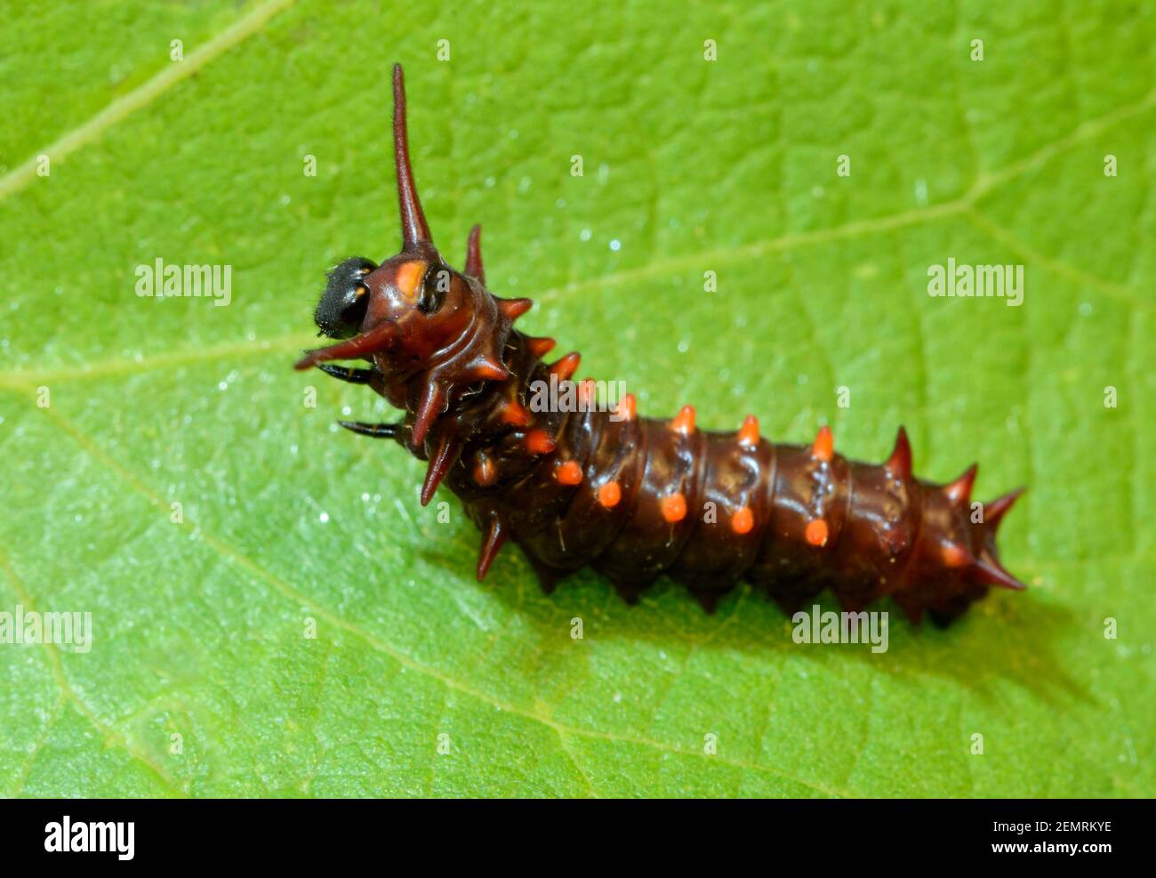 Jeune Pipevine Swallowtail papillon caterpillar sur une feuille, en levant son extrémité avant vers le haut Banque D'Images