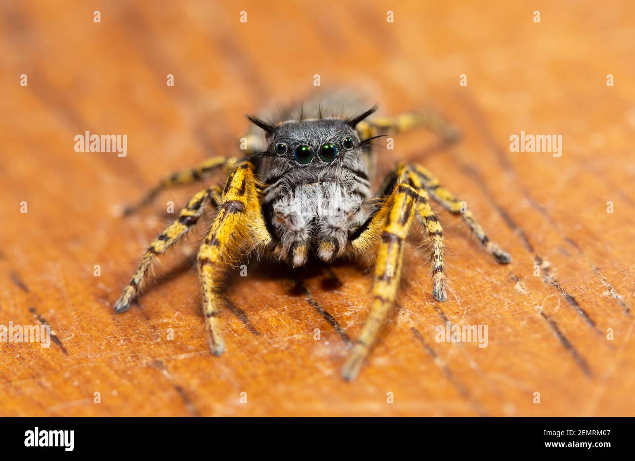 Belle, colorée, mâle Phidippus mystaceus sauteuse araignée regardant le spectateur Banque D'Images