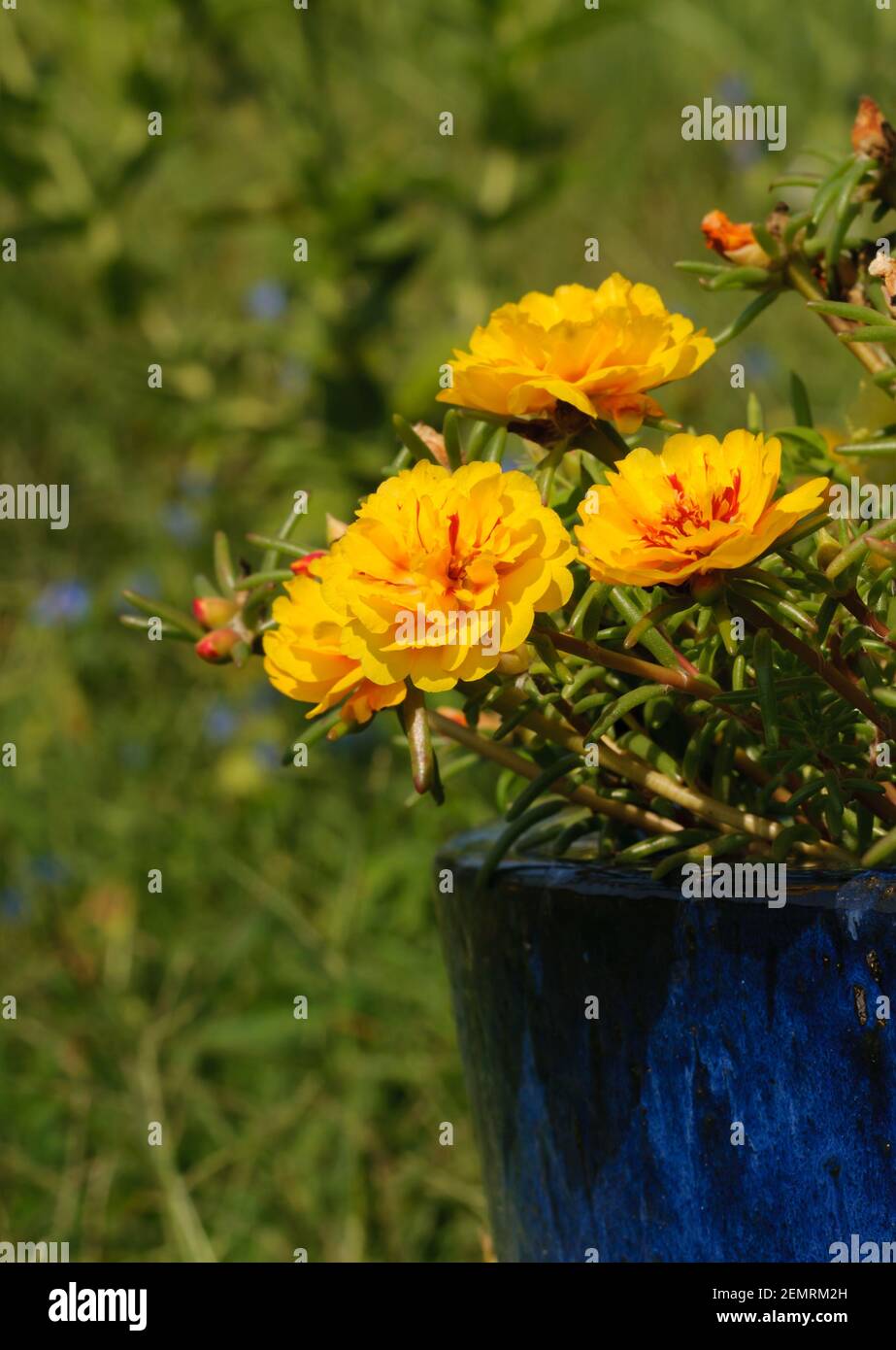 Fleurs jaune brillant de Portulaca croissant dans un pot de fleur bleu profond, sur fond vert Banque D'Images
