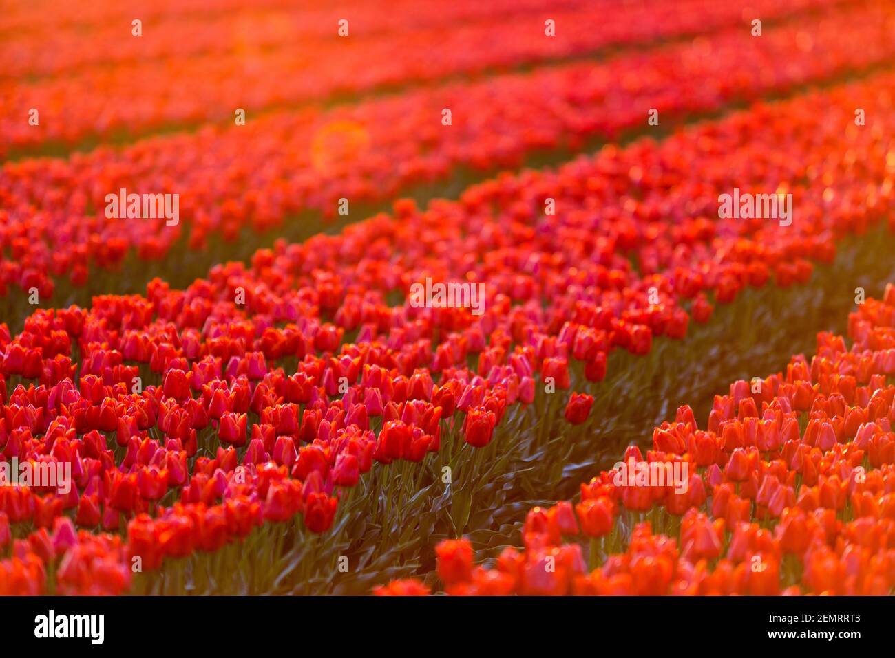 Vue sur les champs de tulipes colorés le matin, pays-Bas Banque D'Images