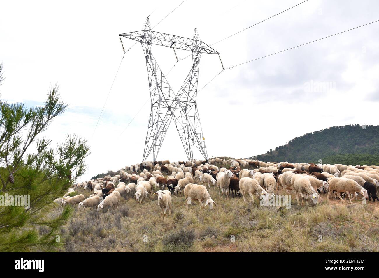 Troupeau de moutons dans un jour nuageux et clair pâturage sous haute tension tour. Zone de montagne à Calahorra, la Rioja. Banque D'Images