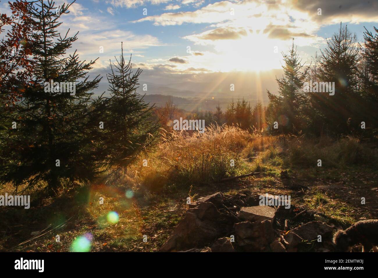 Belle et colorée nature tchèque pendant l'automne. Bois rouge et jaune pendant la journée ensoleillée. Banque D'Images