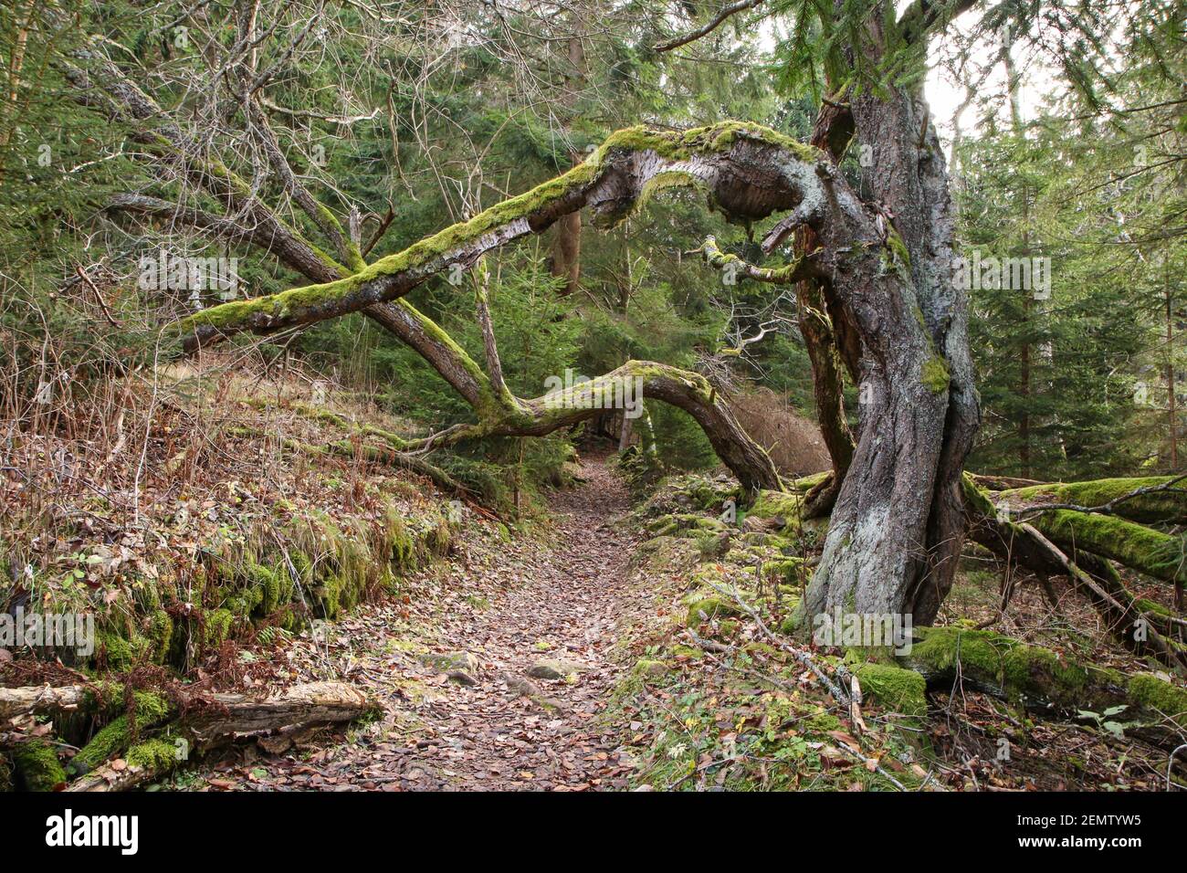 Le sentier menant sous les branches courbées des vieux arbres couverts de mousse. Banque D'Images