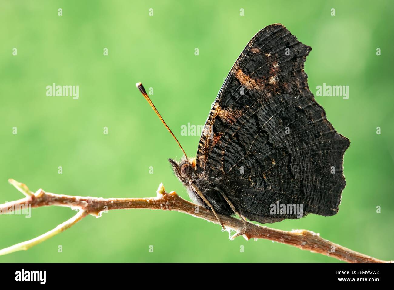 Gros plan papillon sur branche sur fond vert. Photographie macro-insecte Banque D'Images