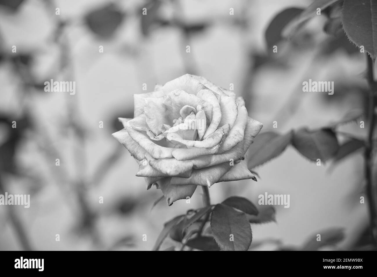Rosa dr Banque d'images noir et blanc - Page 2 - Alamy