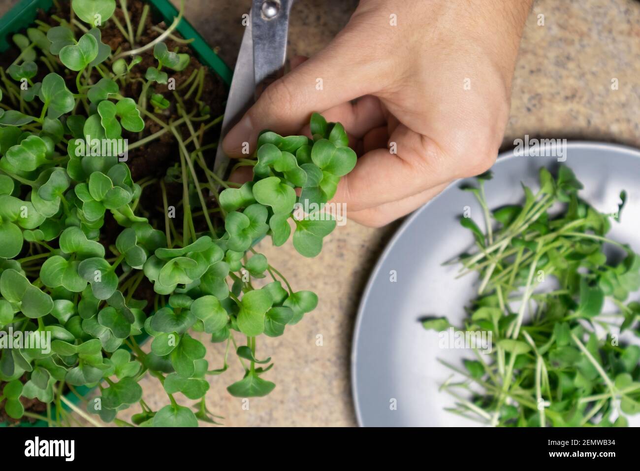 Les mains de l'homme coupent des pousses de radis micro-verts fraîches. Pousses crues microverts, alimentation saine. Banque D'Images