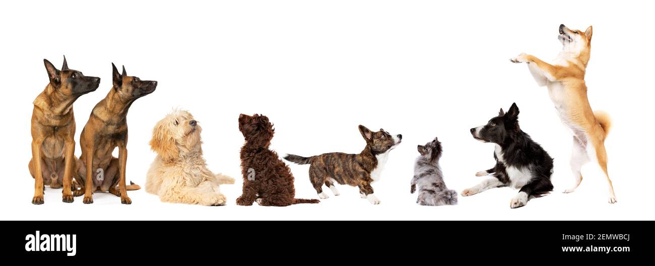 Huit chiens regardant devant un fond blanc Banque D'Images