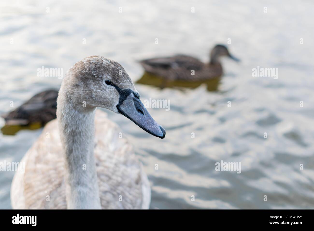 Gros Plan Sur Une Tete De Jeune Cygne Magnifique Encore Bebe Plumes Blanc Cygne Nageant Dans L Eau Calme Animal Pas Affraid A Venir Pres De L Appareil Photo Photo Stock Alamy
