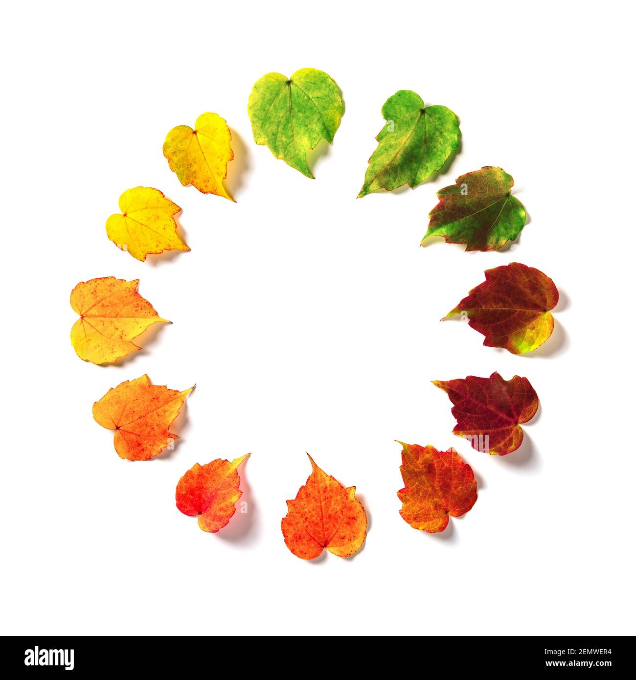 Les feuilles multicolores sont harmonieusement disposées dans un cercle de couleur comme une horloge isolée sur fond blanc. Le concept des saisons changeantes Banque D'Images Les feuilles multicolores sont harmonieusement disposées dans un cercle de couleur comme une horloge isolée sur fond blanc. Le concept des saisons changeantes Banque D'Images