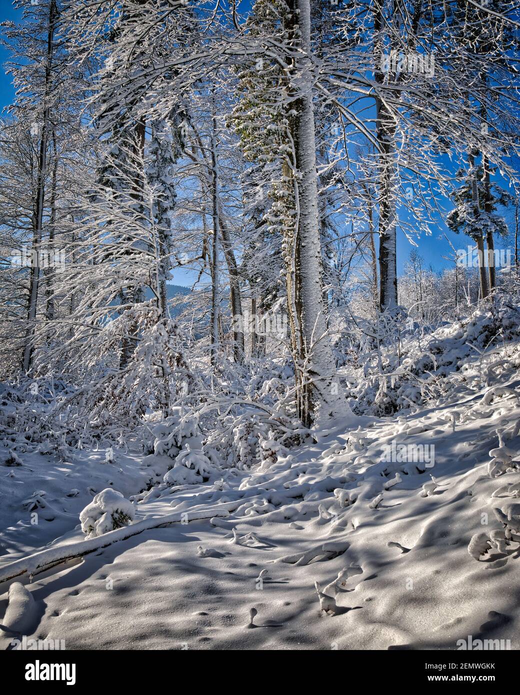 DE - BAVIÈRE: L'hiver sur Kalvarienberg à Bad Toelz Banque D'Images