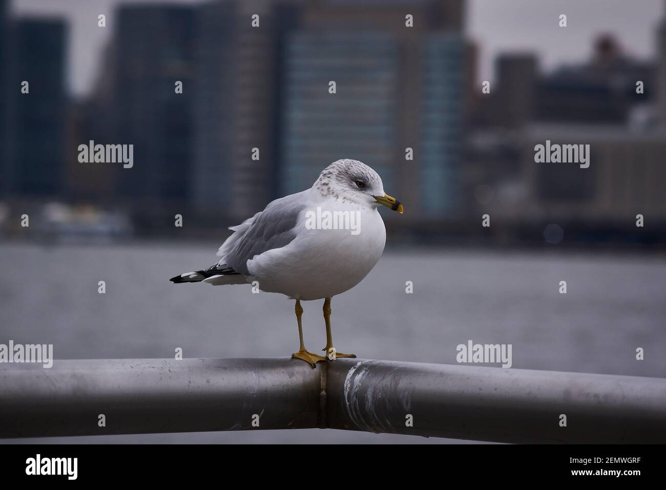 Mouette avec vue sur Manhattan en arrière-plan, New York City. Concentrez-vous sur l'oiseau. Banque D'Images