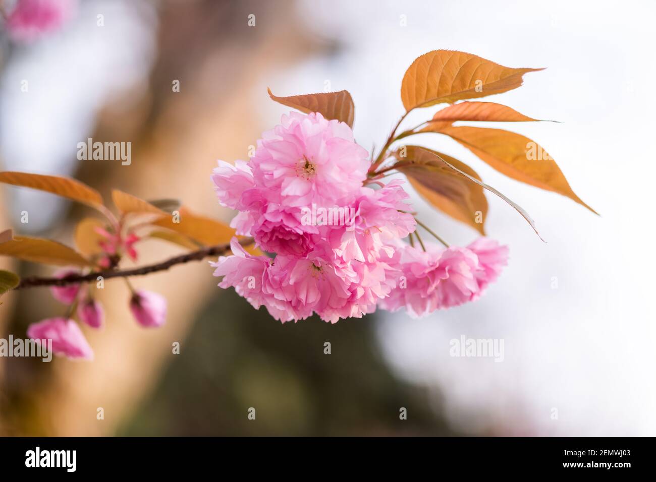 Beauté sakura fleurs sur la branche gros plan. Printemps nature fond Banque D'Images