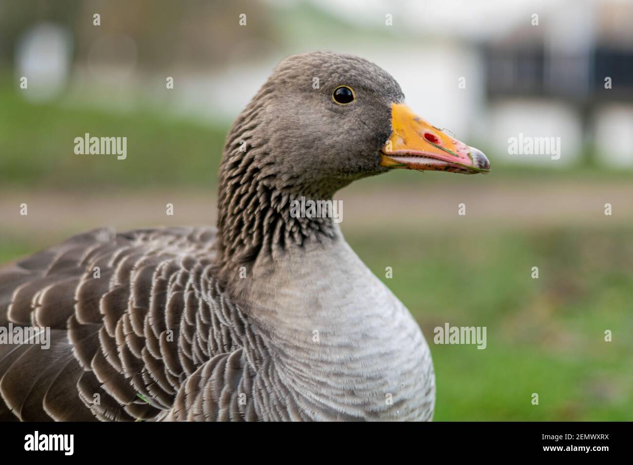 Gros plan sur une tête de belle bernache graylag marchant sur le trottoir. Gros oiseau à motif brun dans le parc à la recherche de nourriture, le plus grand et le plus bulkion Banque D'Images