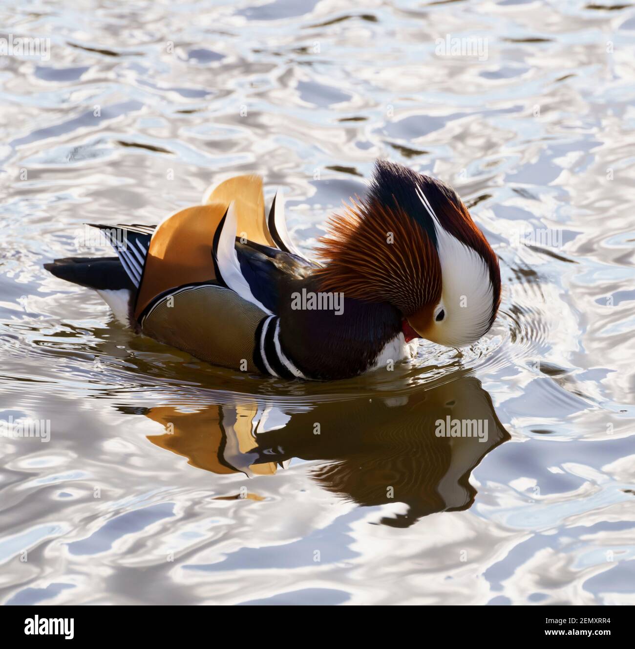 Résident invité - un canard mandarin drake sur la rivière Tweed à Kelso, en Écosse, en février. Un exemple unique dans un troupeau de canards colverts. Banque D'Images Résident invité - un canard mandarin drake sur la rivière Tweed à Kelso, en Écosse, en février. Un exemple unique dans un troupeau de canards colverts. Banque D'Images
