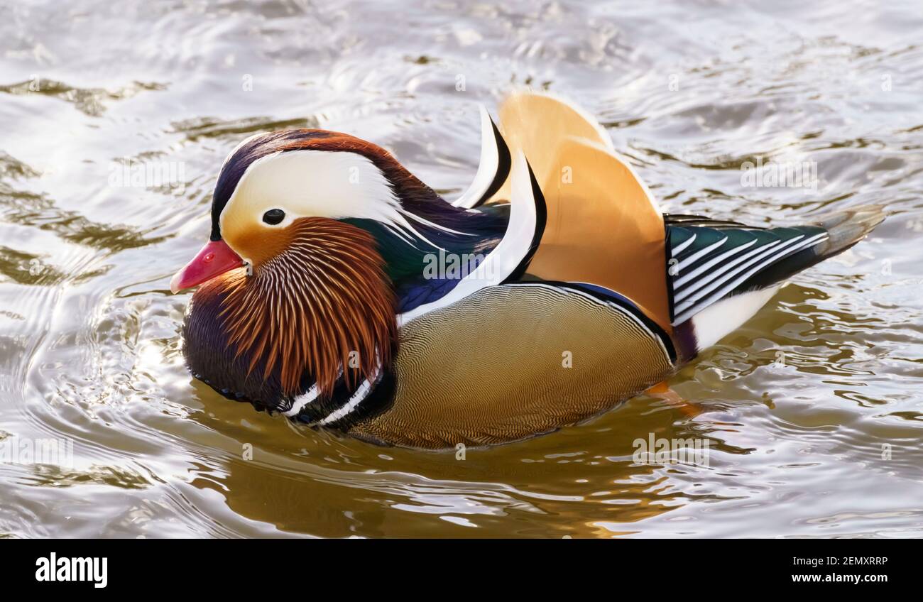 Résident invité - un canard mandarin drake sur la rivière Tweed à Kelso, en Écosse, en février. Un exemple unique dans un troupeau de canards colverts. Banque D'Images Résident invité - un canard mandarin drake sur la rivière Tweed à Kelso, en Écosse, en février. Un exemple unique dans un troupeau de canards colverts. Banque D'Images