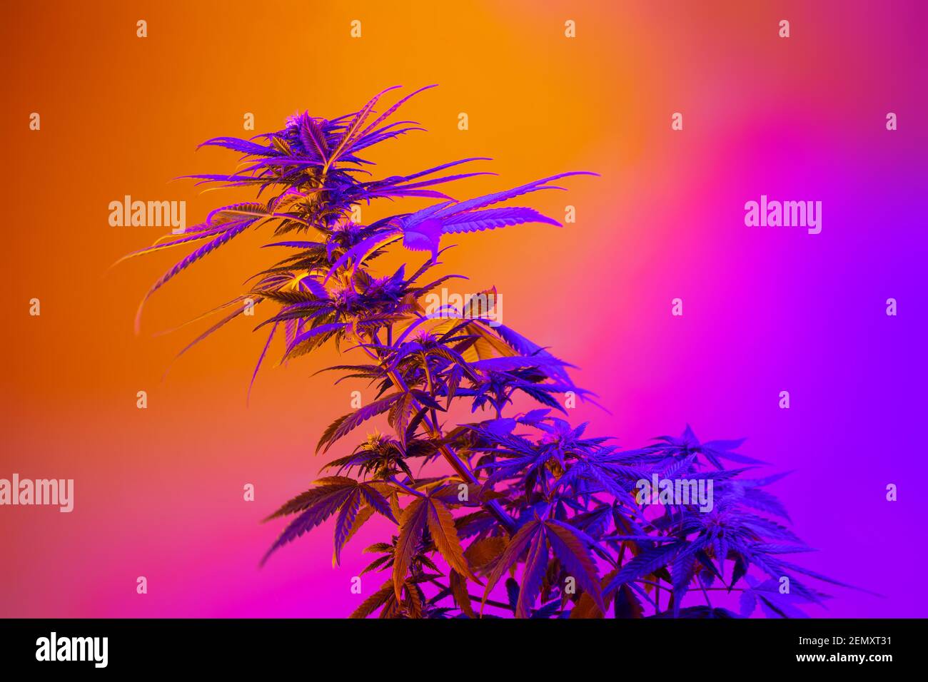 Plante de cannabis dans un beau néon vibrant style. Marijuana médicinale violette. Nouveau look tendance de la mode aestethic de la souche agricole de chanvre. Coloré Banque D'Images