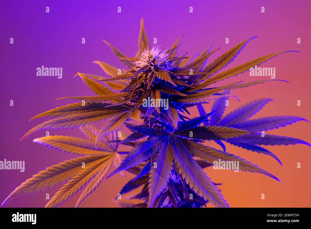 Belle plante à fleurs de cannabis au néon sur fond violet. Marijuana médicinale avec bourgeon en fleur. Nouveau look tendance de l'agriculture à la mode Banque D'Images