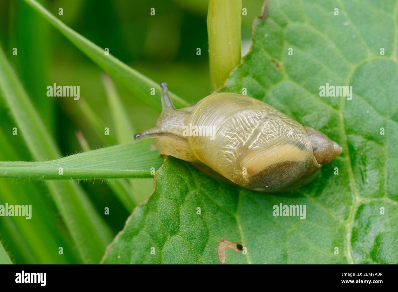 Escargot ambré européen (Sucinea putris) sur la feuille de quai dans la prairie d'eau riveraine, Wiltshire, Royaume-Uni, mai. Banque D'Images