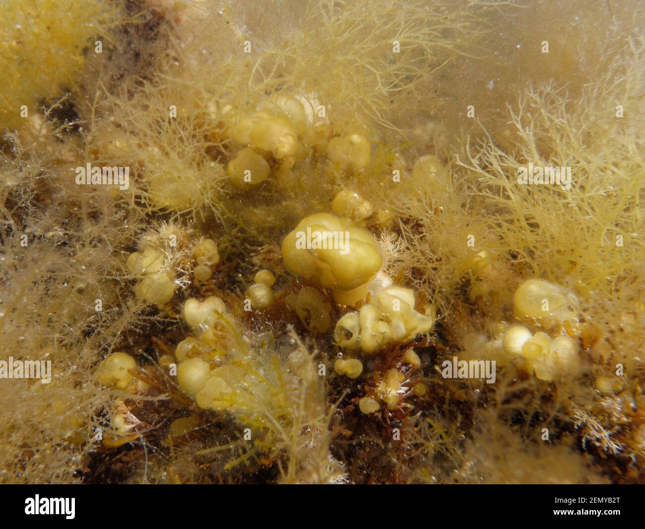 Espèce d'huître cousue (Colpomenia peregrina) espèce envahissante du Pacifique, sous forme de champignon creux, naturalisée au Royaume-Uni et en Europe, Dorset, Royaume-Uni. Banque D'Images