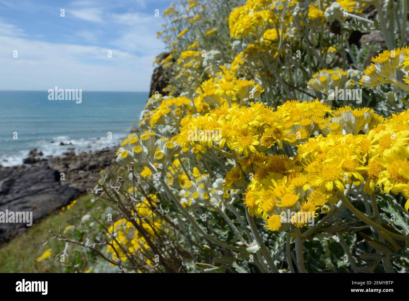 Ragwort d'argent / Dusty Miller (Jacobaea maritima / Senecio cineraria), une espèce méditerranéenne naturalisée sur les côtes britanniques sur un bord de falaise, Cornwall, Royaume-Uni Banque D'Images