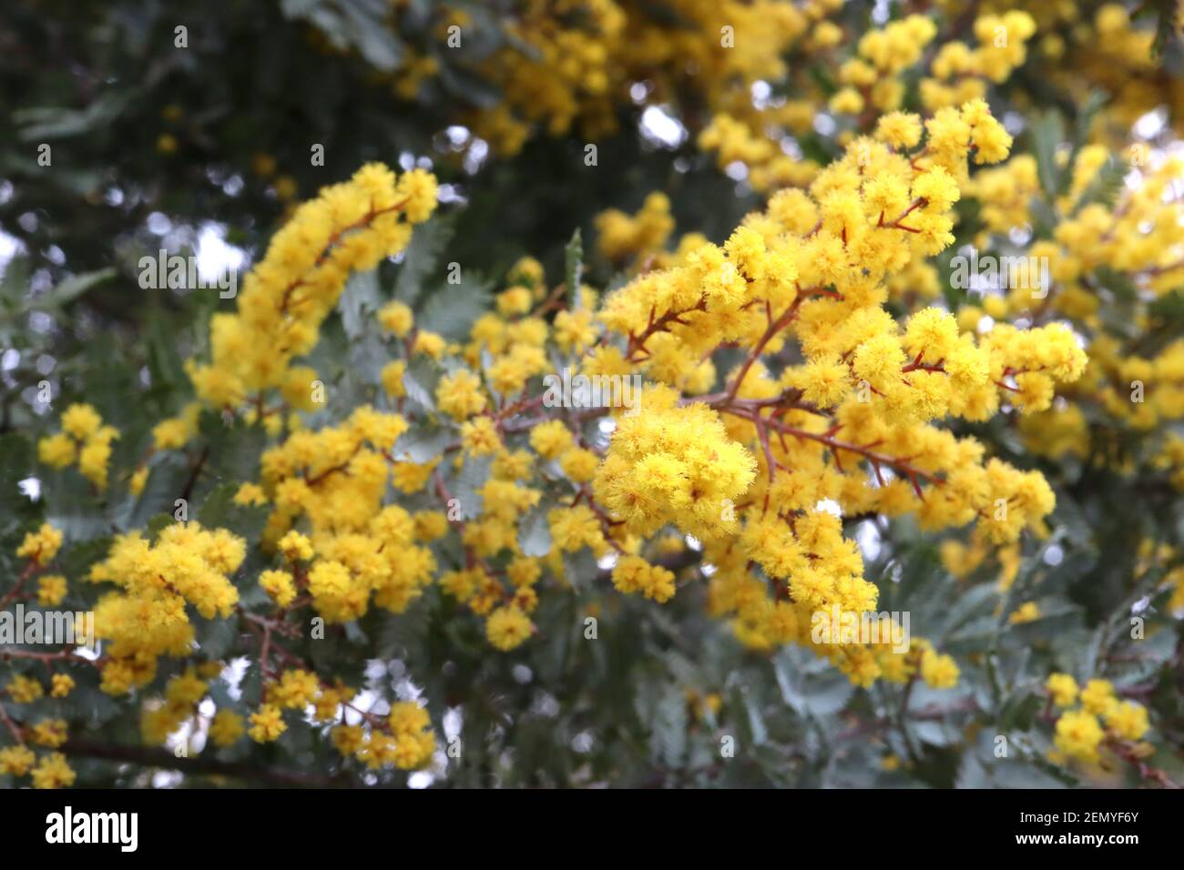 Acacia huisleyana ‘Purpurea’ Cootamundra arroge - grappes de fleurs rondes molletonnées avec des tiges rouges et des feuilles de plumes, février, Angleterre, Royaume-Uni Banque D'Images