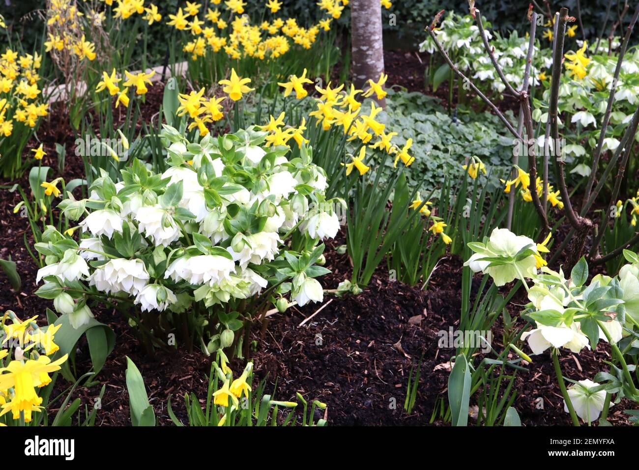 Helleborus x hybridus Harvington Double Ellen White et Narcissus ‘Fevrier Gold’ hellebore Double Ellen White et Fevrier Gold daffodils, février, Banque D'Images