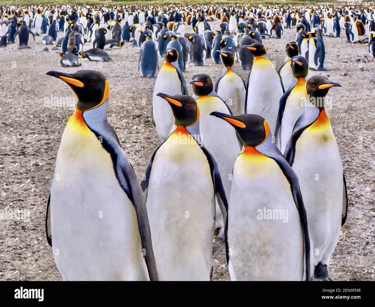 Vue rapprochée de plusieurs pingouins roi identiques se déplaçant vers la caméra, avec une grande colonie de pingouins en arrière-plan. Île de Géorgie du Sud. Banque D'Images