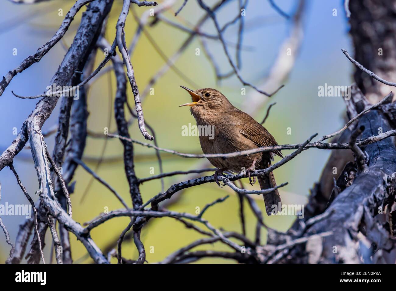 House Wren, Troglodytes aedon, chantant dans les montagnes Huachuca, forêt nationale de Coronado, Arizona, États-Unis Banque D'Images