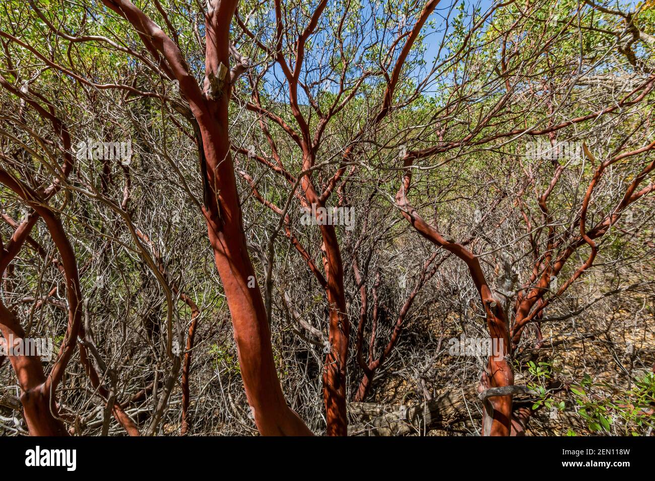 Pointleaf Manzanita, Arctostaphylos pungens, dans la région sauvage de Miller Creek des montagnes Huachuca, forêt nationale de Coronado, Arizona, États-Unis Banque D'Images