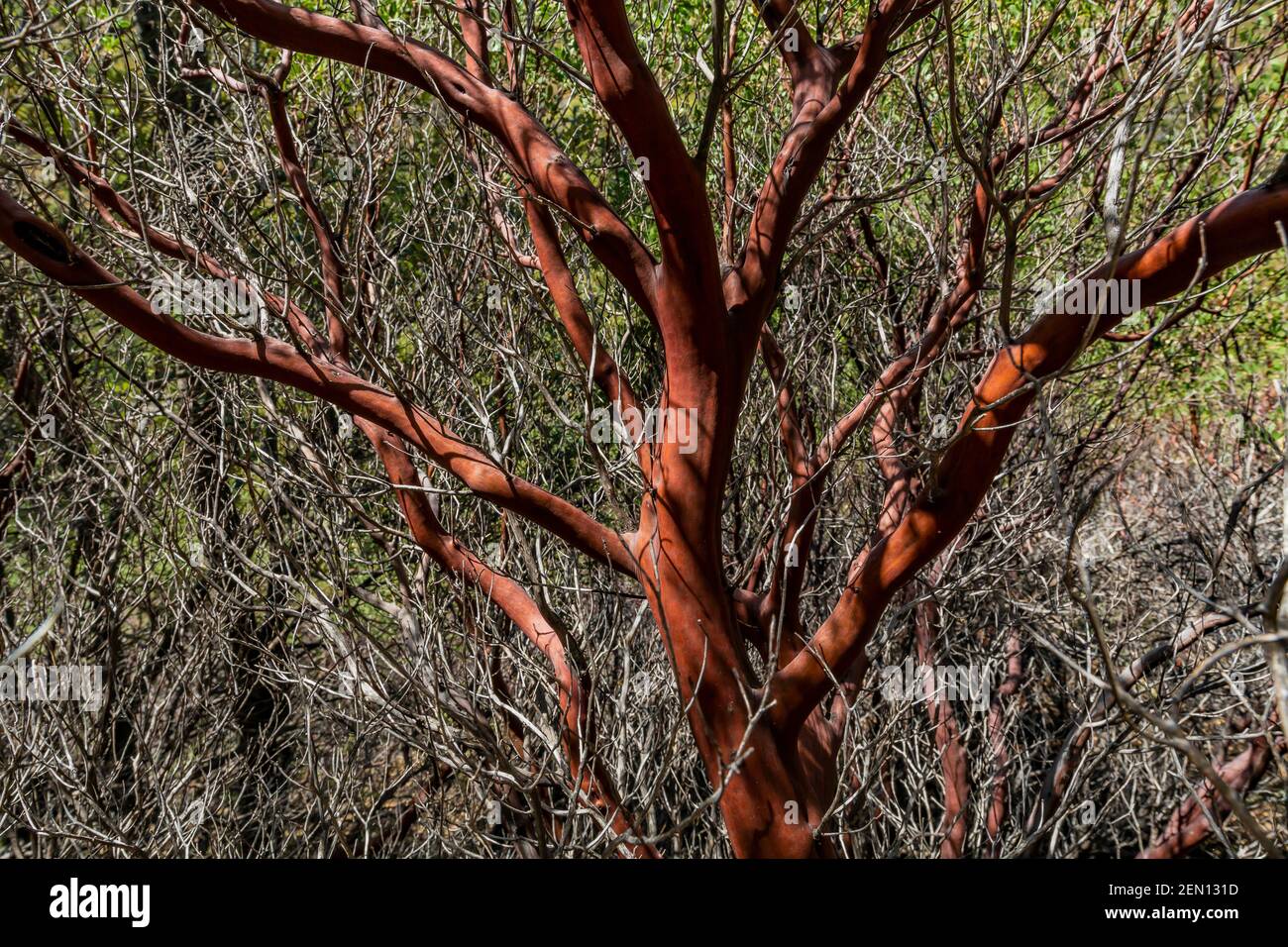 Pointleaf Manzanita, Arctostaphylos pungens, dans la région sauvage de Miller Creek des montagnes Huachuca, forêt nationale de Coronado, Arizona, États-Unis Banque D'Images