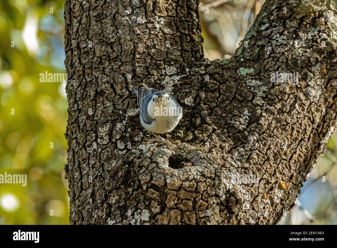 Nuthatch à poitrine blanche, Sitta carolinensis, dans les montagnes Huachuca, forêt nationale de Coronado, Arizona, États-Unis Banque D'Images