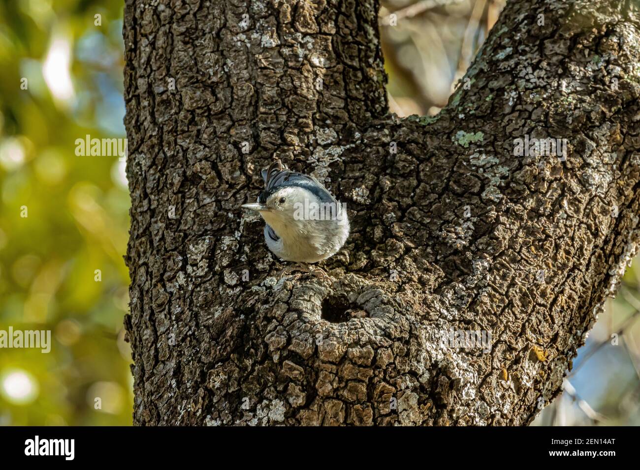 Nuthatch à poitrine blanche, Sitta carolinensis, dans les montagnes Huachuca, forêt nationale de Coronado, Arizona, États-Unis Banque D'Images