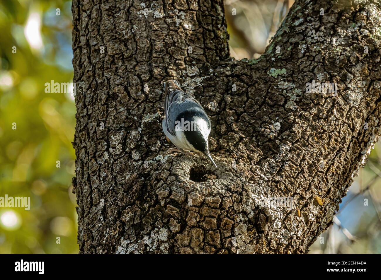 Nuthatch à poitrine blanche, Sitta carolinensis, dans les montagnes Huachuca, forêt nationale de Coronado, Arizona, États-Unis Banque D'Images
