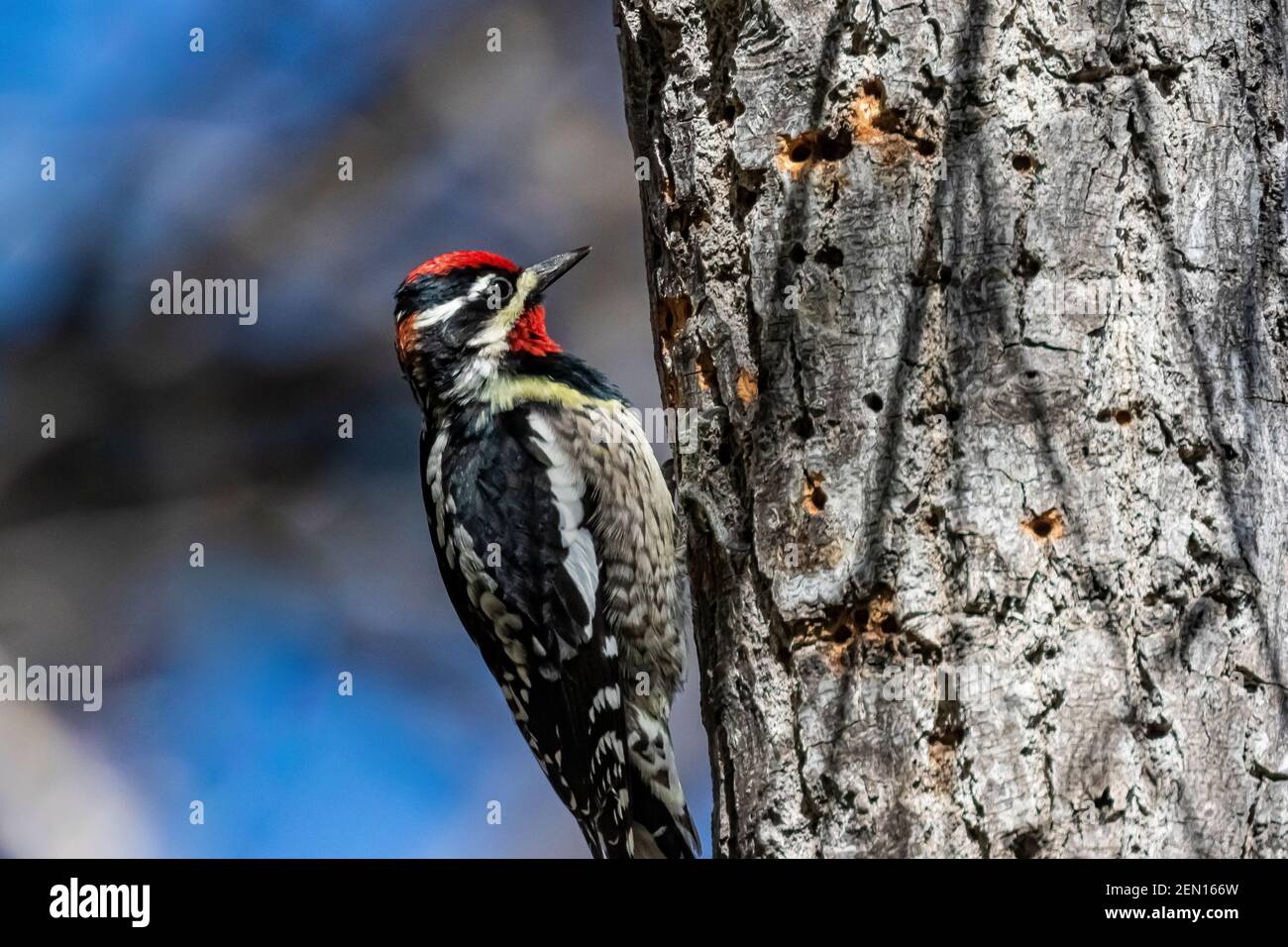 Sapsucker à lanières rouges, roubrifions de Cardellina, forant des trous dans un arbre dans les montagnes de Huachuca, forêt nationale de Coronado, Arizona, États-Unis Banque D'Images